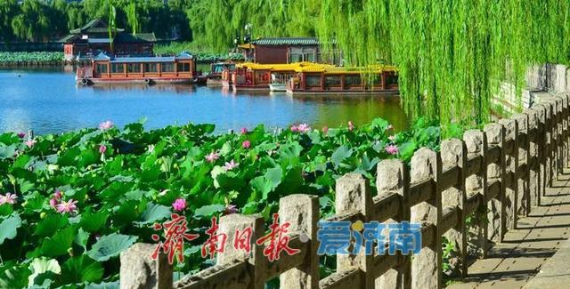 一年四季 泉在济南｜济南第39届荷花艺术节启幕，邀您共赏湖畔荷韵盛宴！