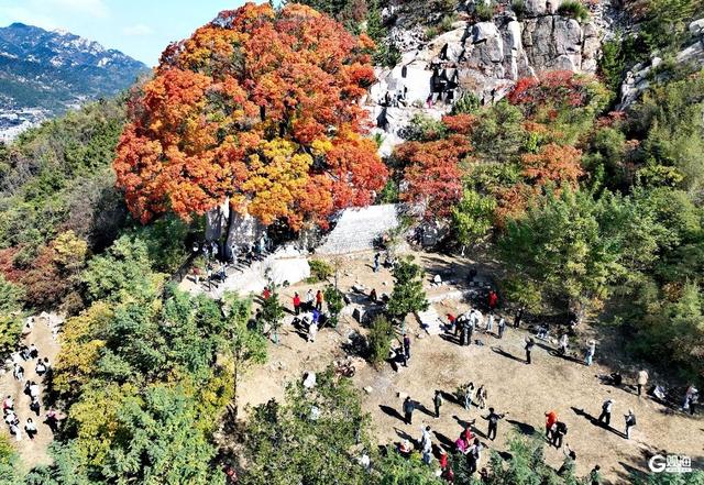 赏叶正当时！崂山这株古槭树走红