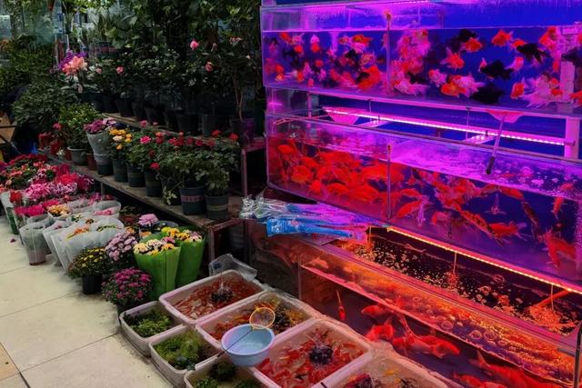 淘宝、赏花、观鱼，周末共康古玩街约起？