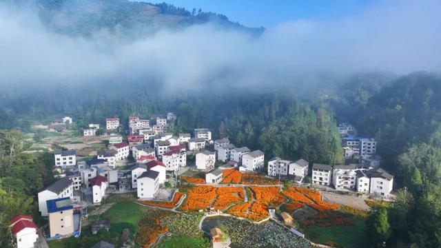 菊金、花雪、风车舞，酉阳秋日浪漫在等你