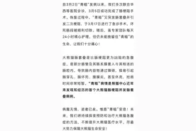 患罕见病例！大熊猫“青糍”抢救无效去世图片