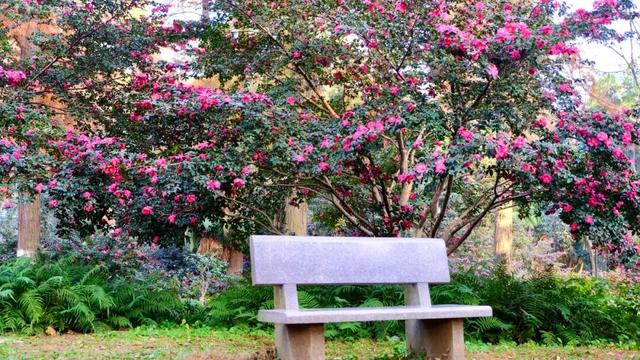 闭眼出片！武汉植物园茶梅进入最佳观赏期 这份浪漫攻略请收好