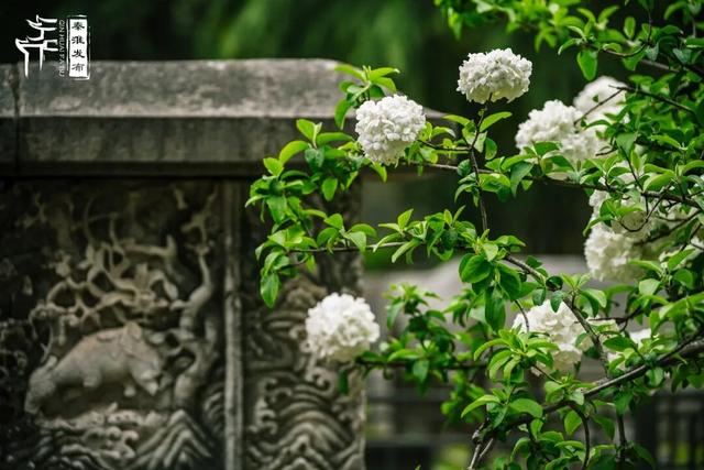 花样秦淮｜绣球花开