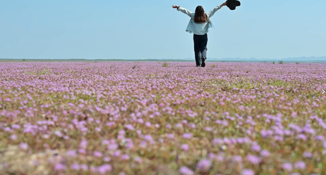 原来冬日里的江西，也会“花开成海”！