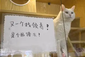 7年救助600多个“毛孩子”，95后北京小伙和他的“平行世界”图片