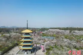湖北开启赏花季 邀海内外游客“相约春天赏樱花”图片