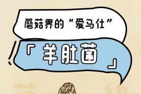 蘑菇界的“爱马仕”，原来是它图片