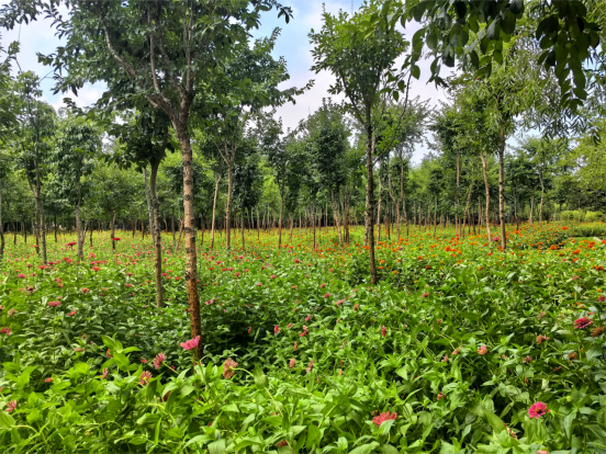 焕新归来！沂水东皋公园：四季有景夜有光 古塔生辉美出圈