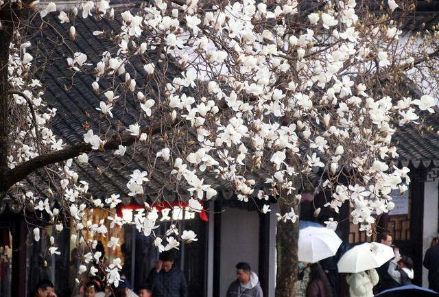 江苏苏州：狮子林玉兰花开春意浓