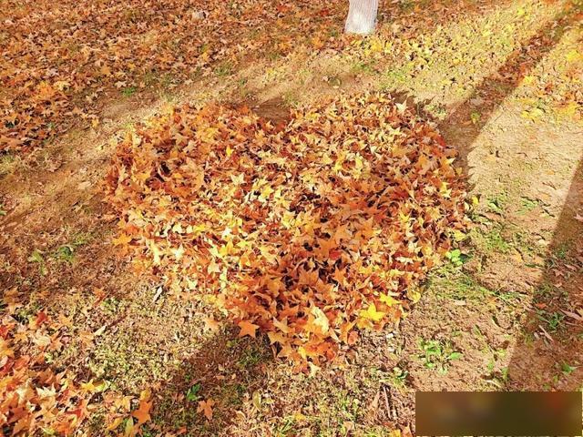 【乐游烟台】初冬来烟台黄渤海新区，感受落叶成毯