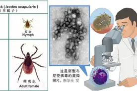 警惕！母子双双确诊，1人去世图片