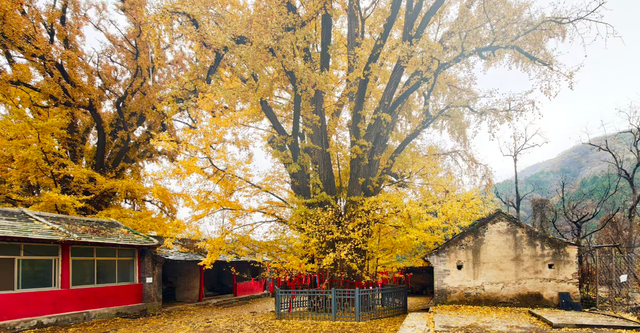 满院金黄！门头沟广化寺千年银杏引游人打卡