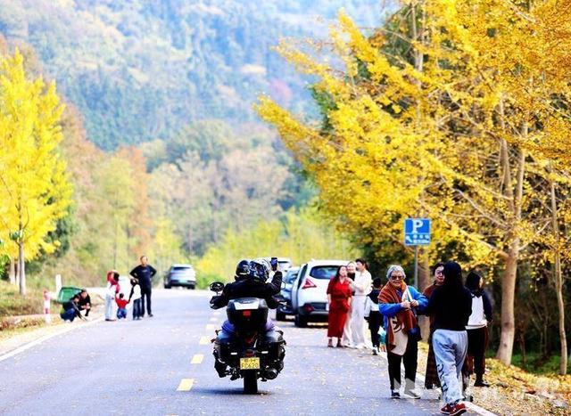 钟祥大口森林公园：银杏披金甲 游客醉秋光