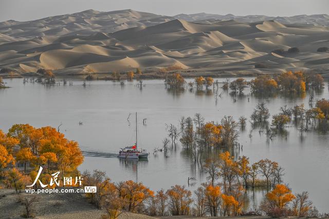 新疆尉犁：大漠胡杨醉游人