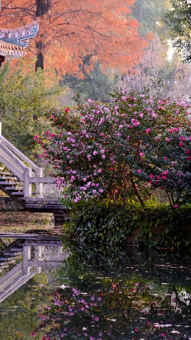 闭眼出片！武汉植物园茶梅进入最佳观赏期 这份浪漫攻略请收好