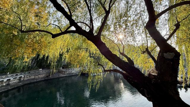 新视界｜济南护城河公园：泉水清清映垂柳 黄叶菊花别样新