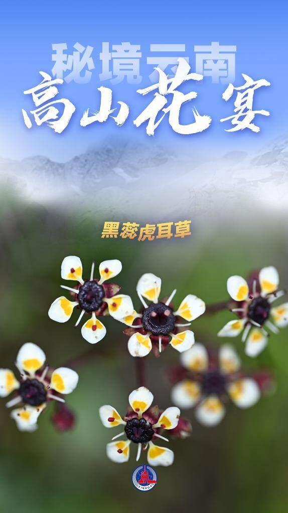 美丽中国丨秘境云南，高山花宴