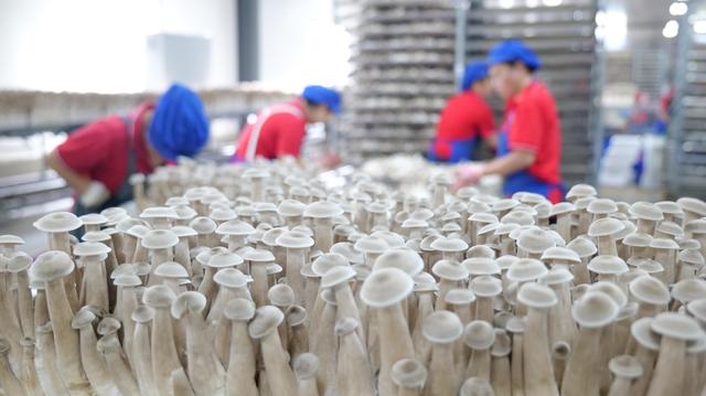 桃香菌鲜，侗舞箫声！贵州玉屏农特与文化盛宴将香飘东莞