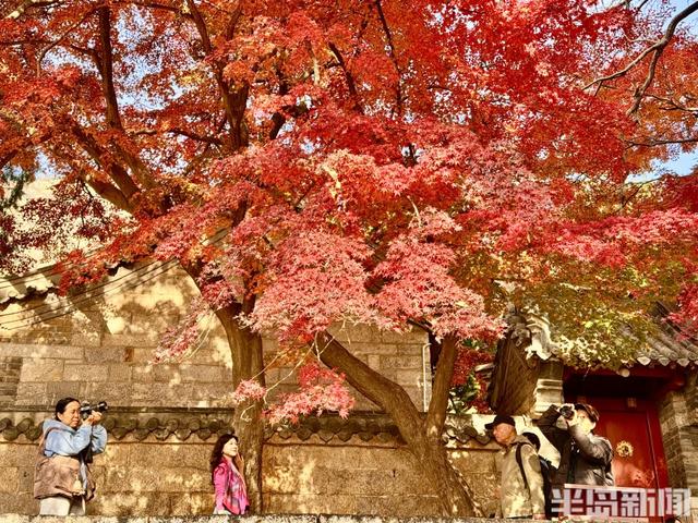 冬藏“枫”景！太清宫百年红枫进入最佳观赏期