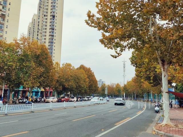 满目金黄！柳州法国梧桐迎来最佳观赏期