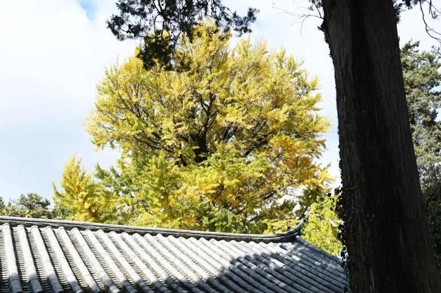 冬游丽江！这棵400多年的古树披“金甲”了