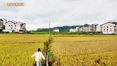 随手拍出电影感！良庆这片金色稻田，美到犯规！