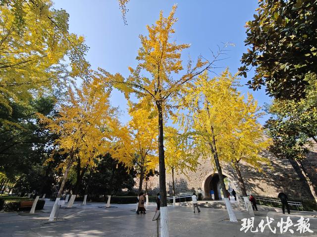金陵秋韵浓，快开启一场“银杏City Walk”
