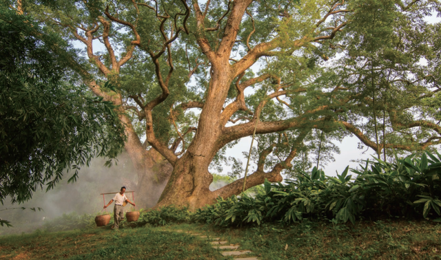 广东厚植绿色家底，释放生态红利