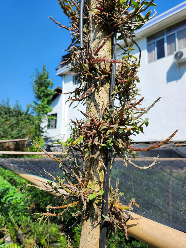 我国哪里产的石斛最好 三种人不宜吃石斛