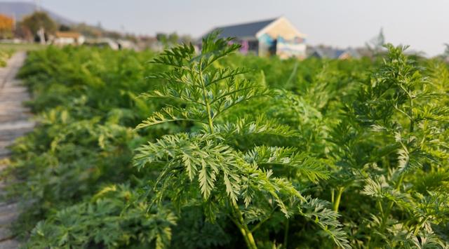 农耕文化焕生机！元氏县封龙山景区“状元学田”成为农耕文化新课堂