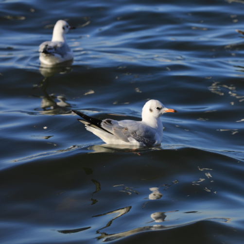 一起出发，从北京坐着火车去看海鸥！