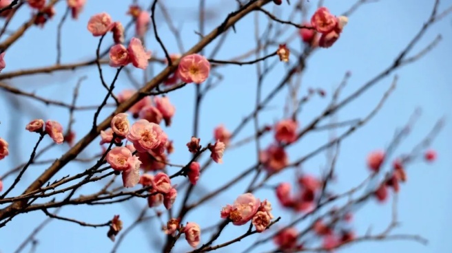 河南多地梅花雪中悄然盛开