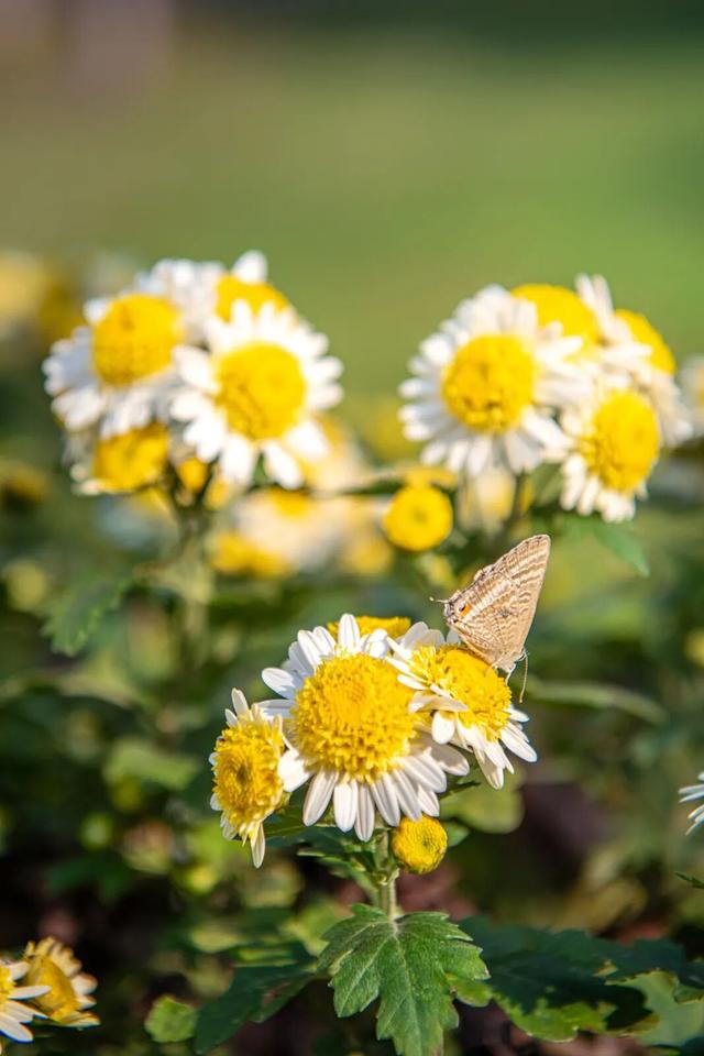 最好的秋天，在华师！