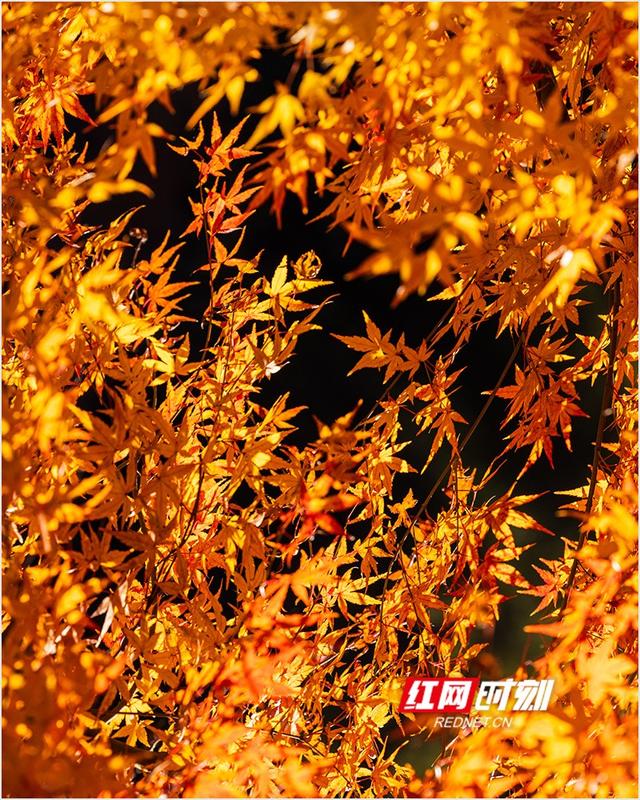 潘华摄影作品：漫步永州蓝山谷 邂逅湘江源头的层林尽染