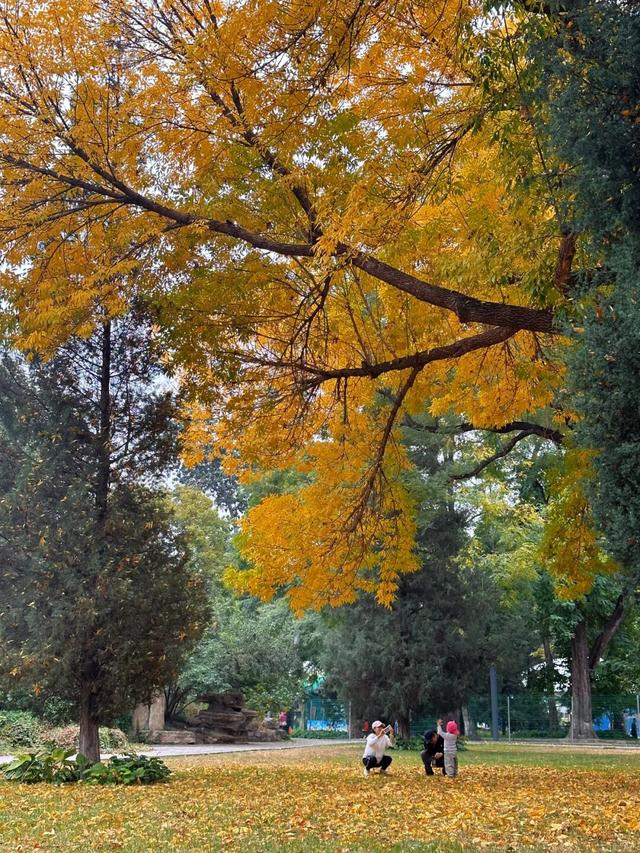 不必扎堆地坛公园！东城区赏秋攻略，一图收藏