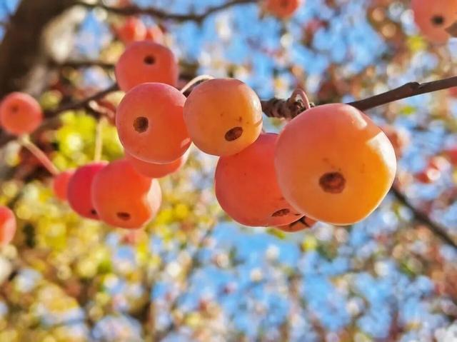 坊子区7处“落叶缓扫”超出片，快来打卡~