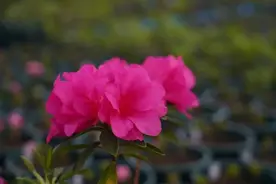 魔都变身“巨型花海乐园”，全城花漾打卡地图+逛吃攻略速存图片