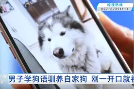 男子刷视频学“狗语”与狗对话，开口就遭咬穿脸图片