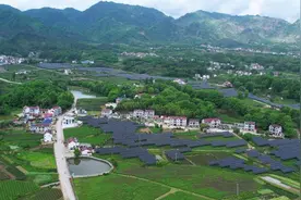 中国石化首个乡村振兴茶光互补项目全面建成图片