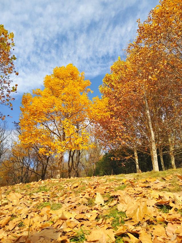 秋深冬浅时，奥森浸染缤纷色彩
