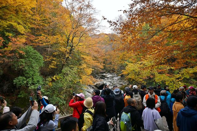 图片新闻｜四川巴中：光雾山红叶引客来 “黄金走廊”串起秋日盛宴