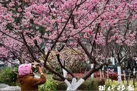 周六阳光明媚，和小伙伴来一场说走就走的赏花Citywalk吧图片