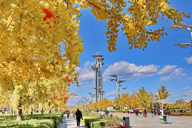 北京:银杏金黄秋意浓