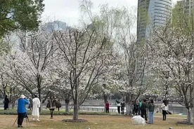 武汉西北湖广场网红樱花林连片盛放：人少树多，可赏夜樱，不少樱花树为市民义务种植图片
