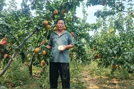 秋月梨丰收却滞销 愁坏果农！急盼爱心人士伸援手图片