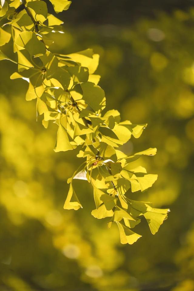 “美神”降临！太仓限定秋日美景，真的“杀”疯了！