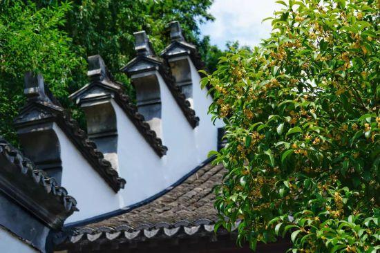 上海第一缕桂花香已到货！秋季“限定款”来了