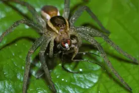 被动物园放归野外十年后 英国植狡蛛数量创历史新高图片