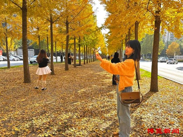 满目金黄！淄博银杏长廊美出圈