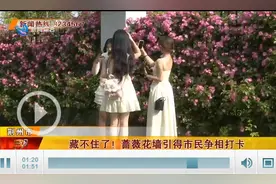 藏不住了！蔷薇花漫墙引得市民争相打卡图片